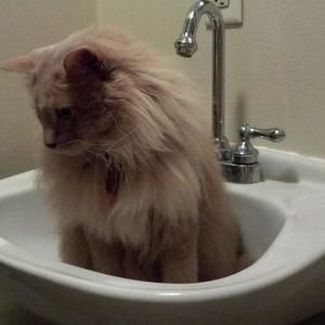 Meet your Posher, Tom